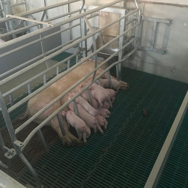 Bewegungsbucht im Abferkelstall